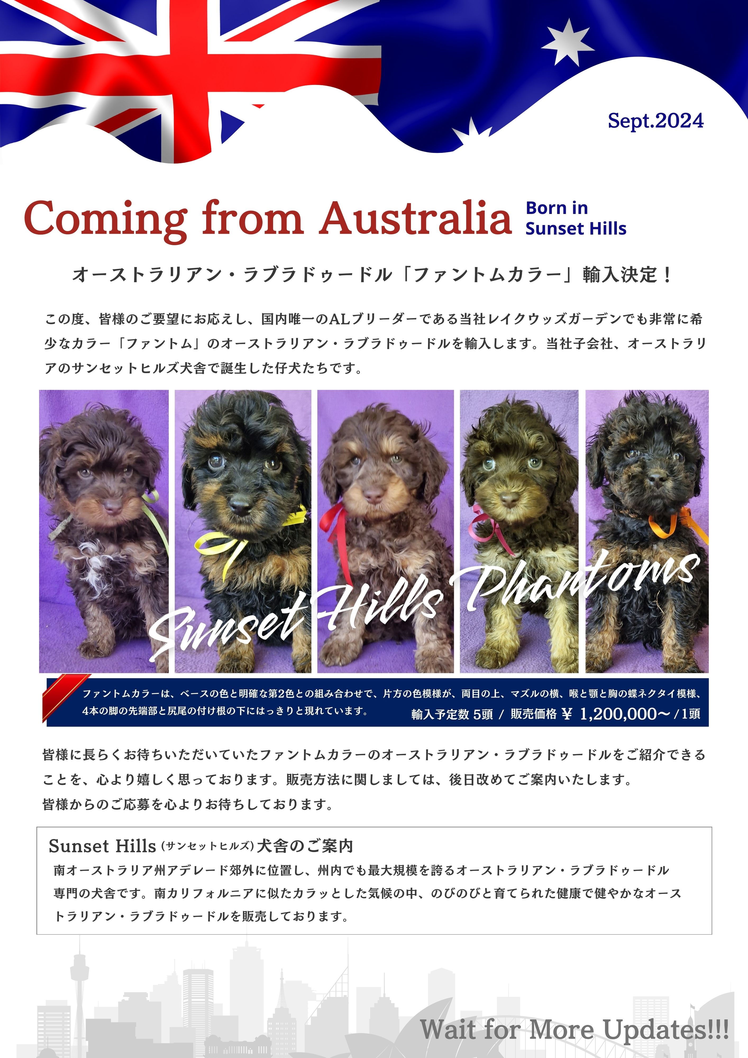 オーストラリアン・ラブラドゥードル「ファントムカラー」輸入