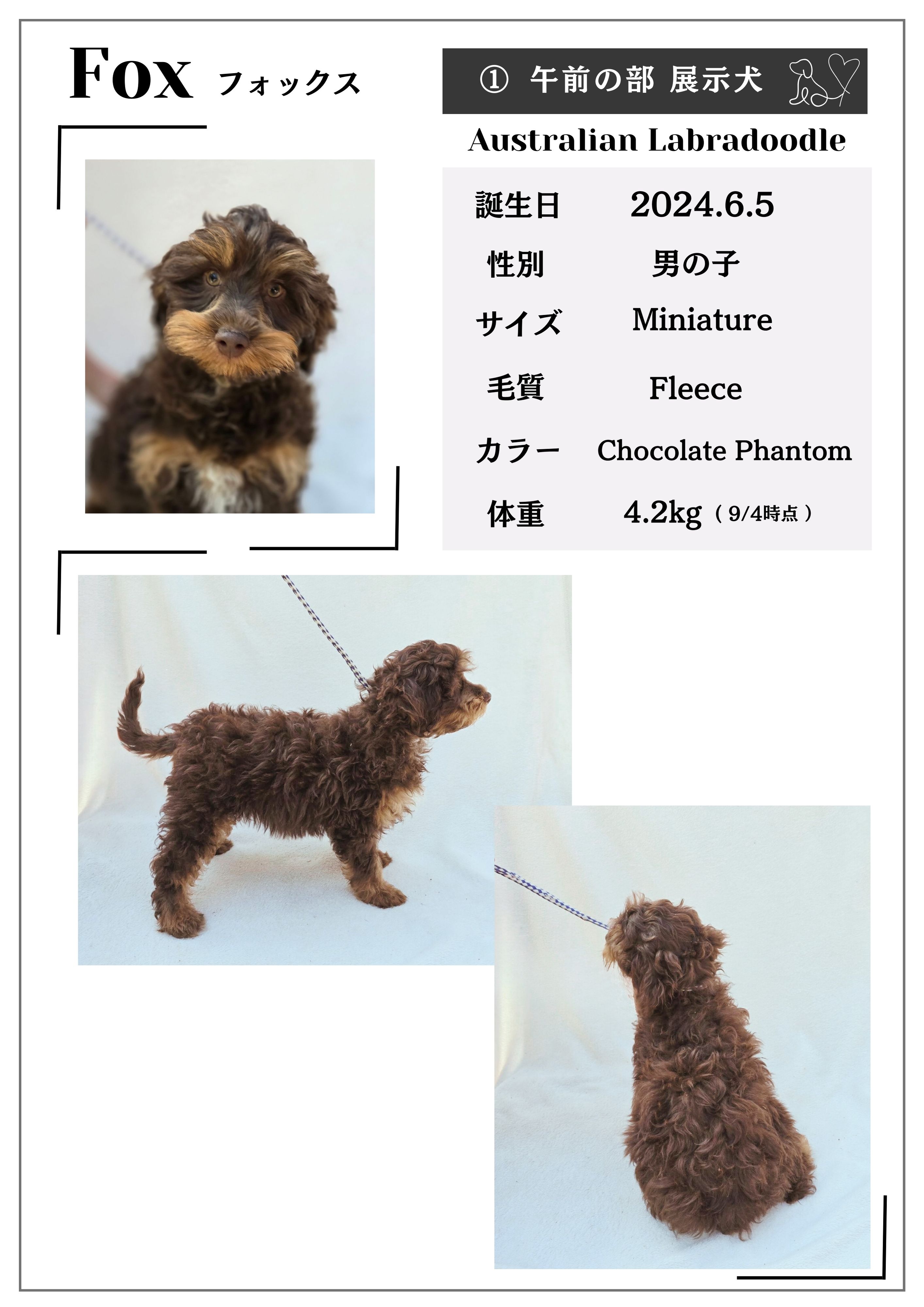 更新9/25 15:00】オーストラリアン・ラブラドゥードル「ファントム