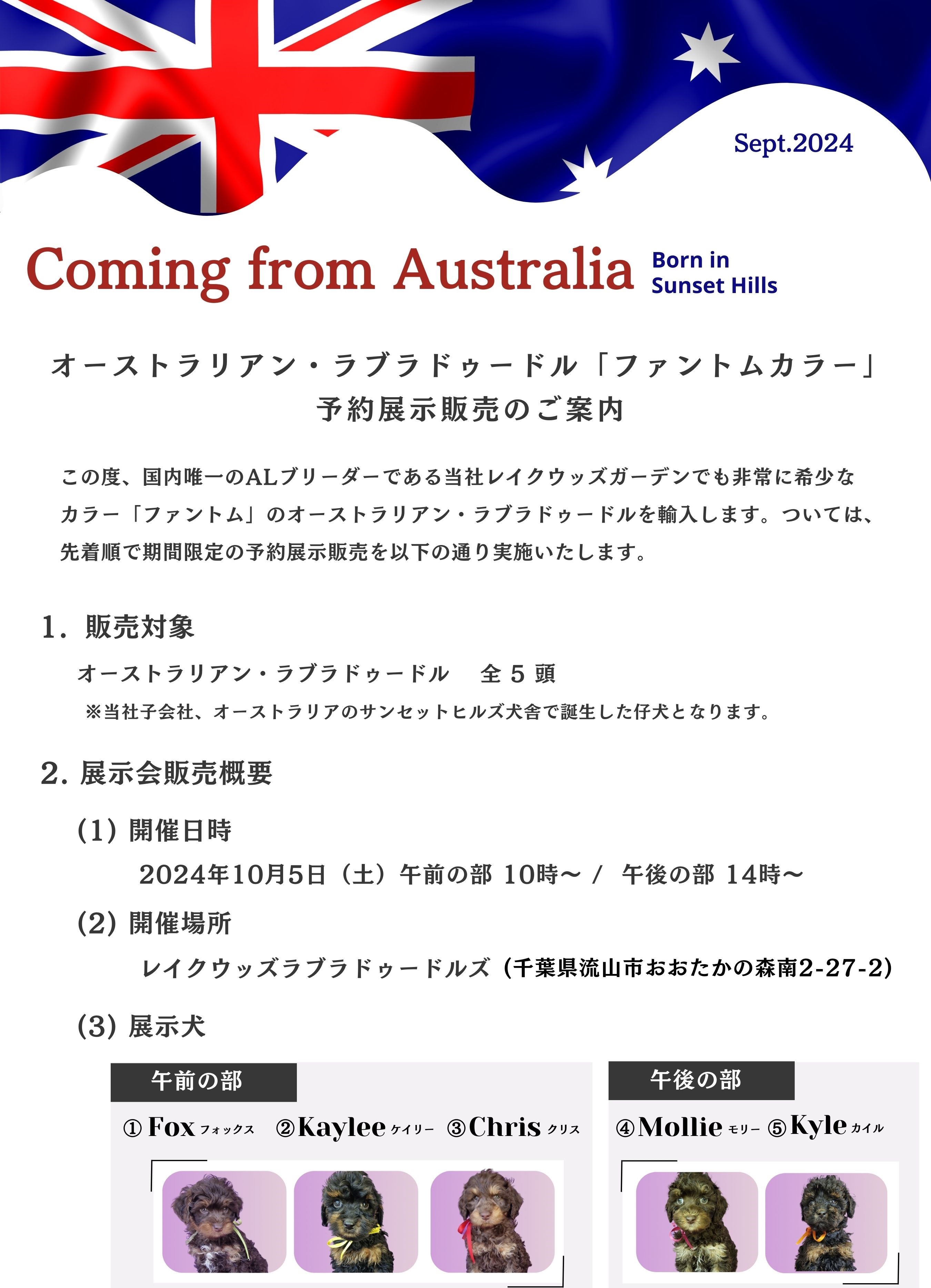 オーストラリアン・ラブラドゥードル「ファントムカラー」予約